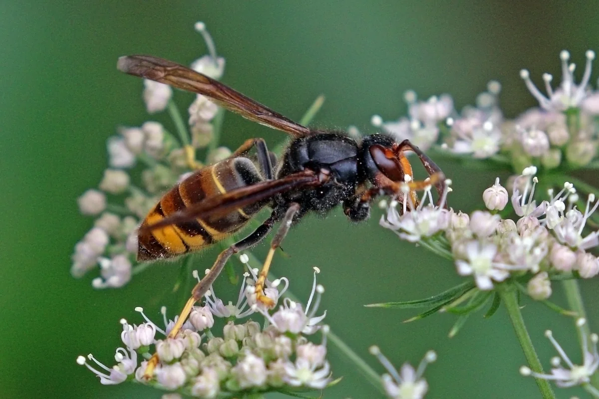 An Asian hornet with a dark body, an orange band on its abdomen and yellow lower legs.