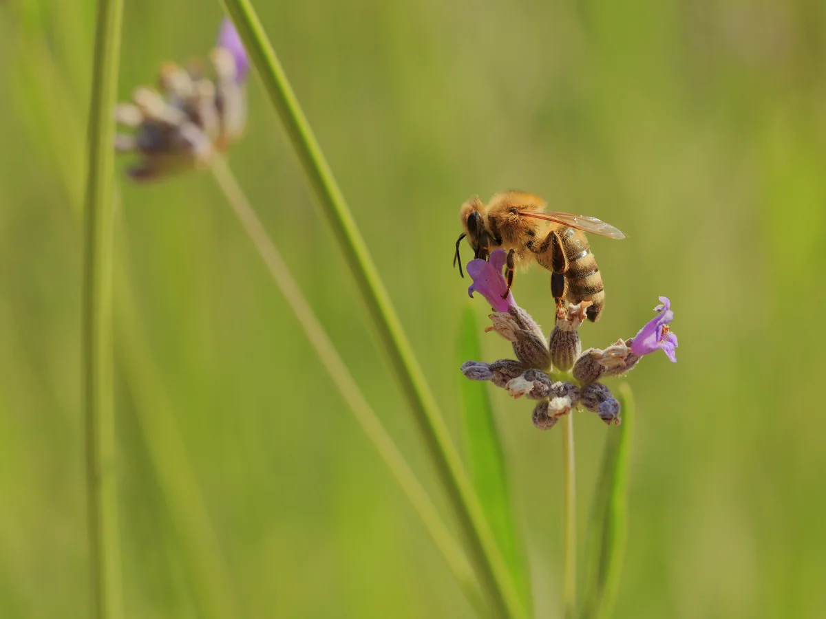 A honey bee visits a purple lavender flower.