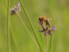 A honey bee visits a purple lavender flower.