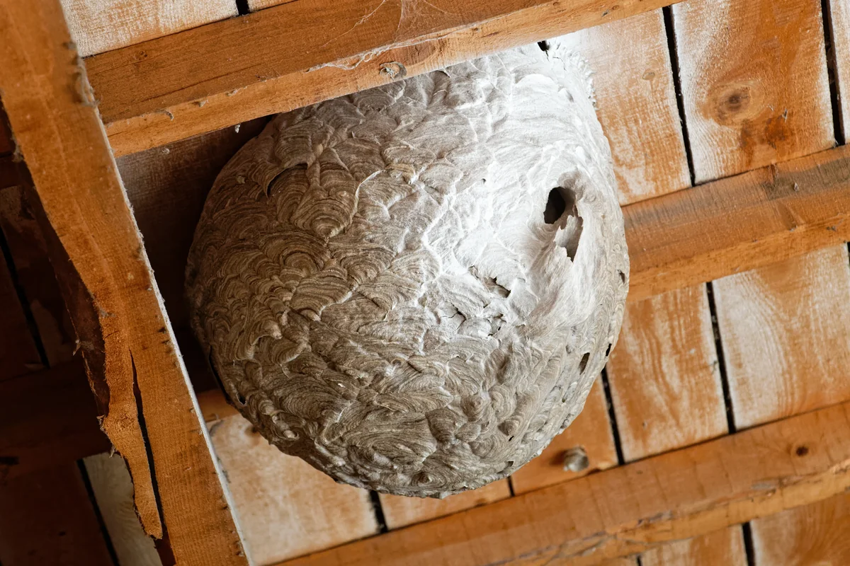 A large, papery Asian hornet nest beneath a wooden roof.