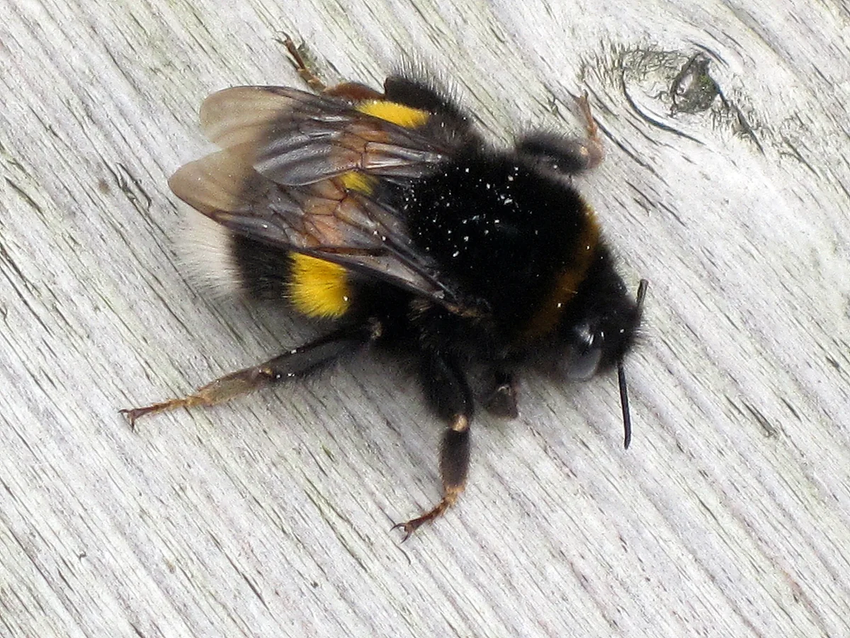Eine Königin der Dunklen Erdhummel auf Holz.