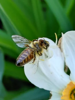 A pale crab spider holds a honey bee on a white flower.