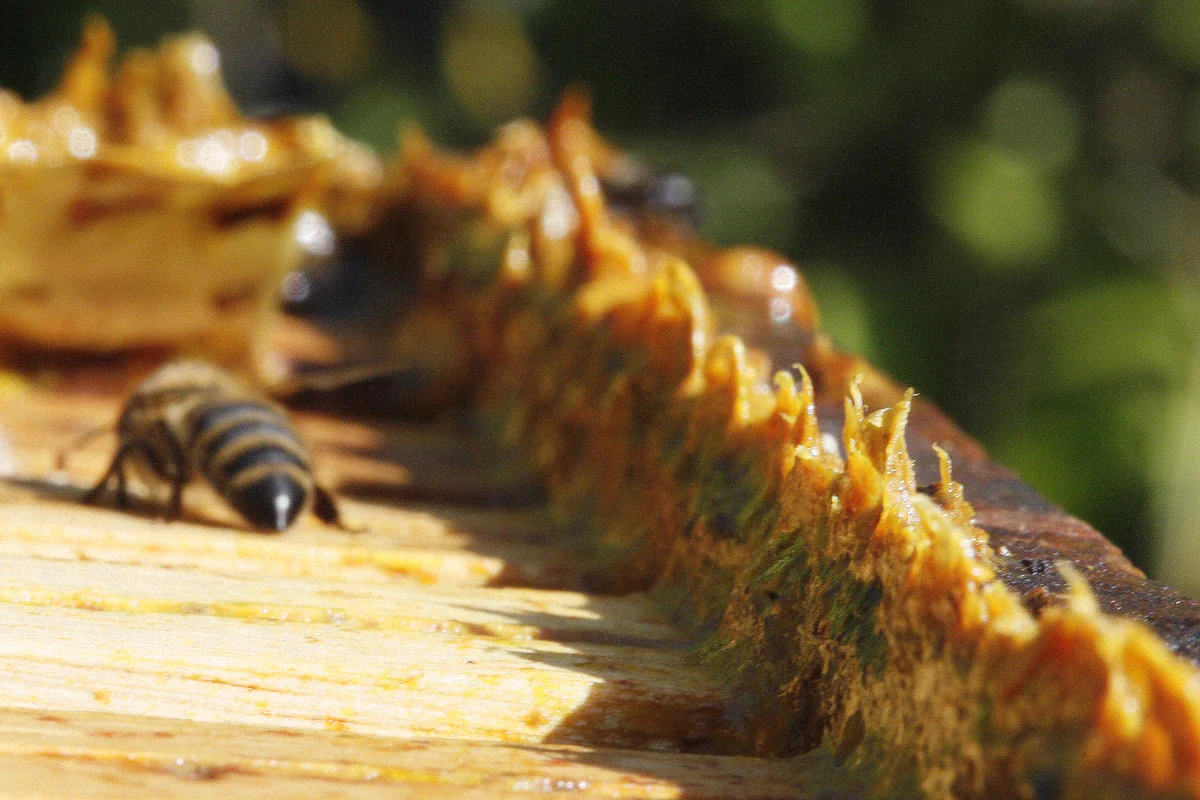 Amber-coloured propolis along the edge of an open beehive.