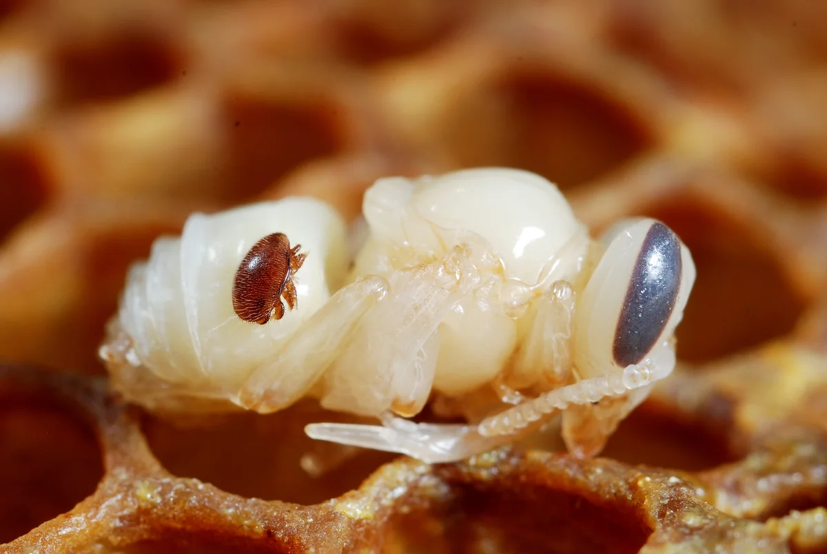 A reddish-brown Varroa mite on a pale honey bee pupa.
