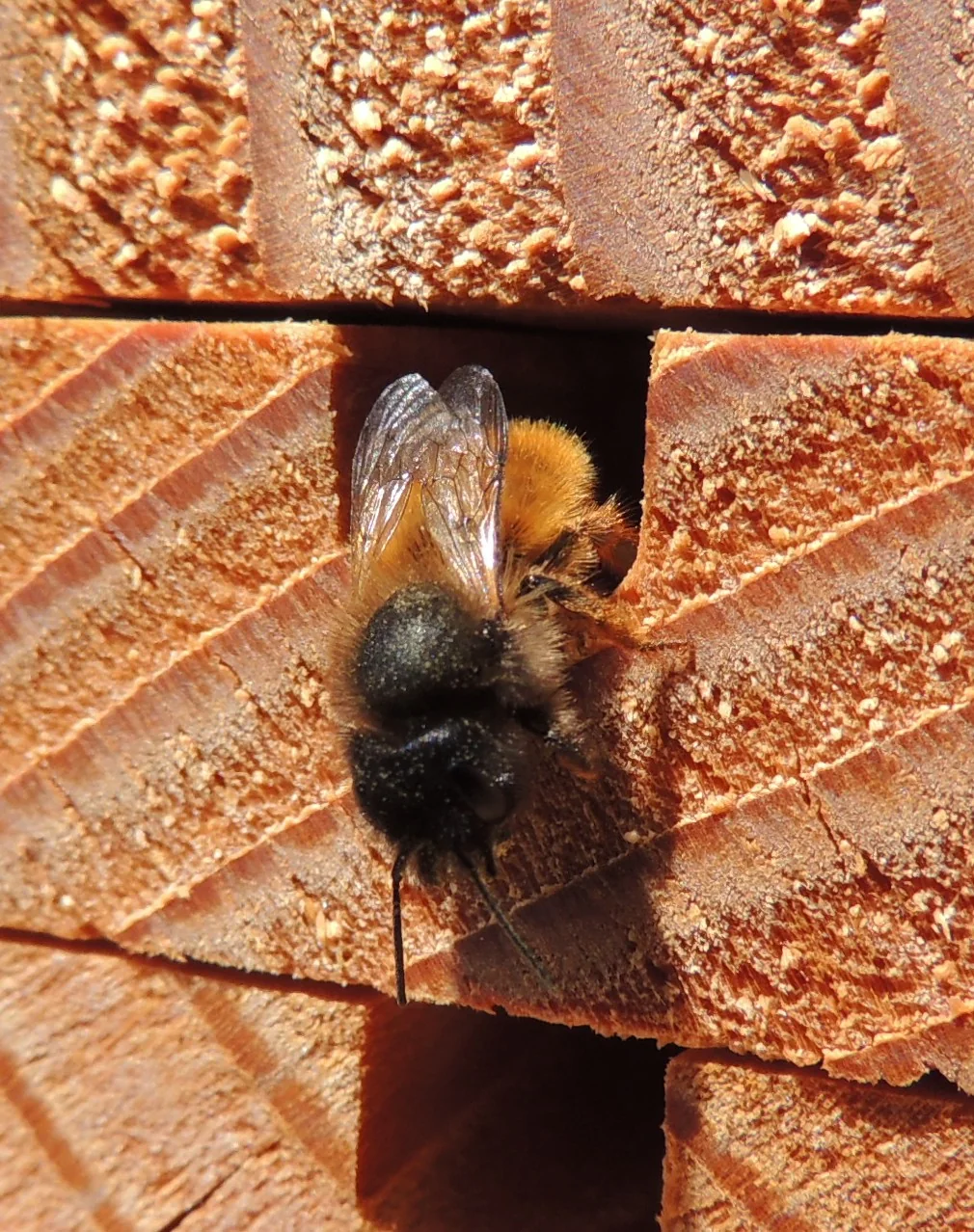 Eine weibliche Rote Mauerbiene an einem Nesteingang im Holz.