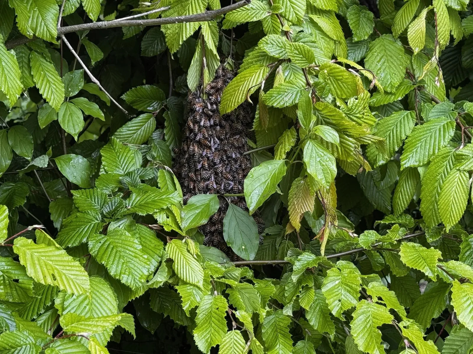 Ein Bienenschwarm hängt als dichte Traube zwischen grünen Blättern.