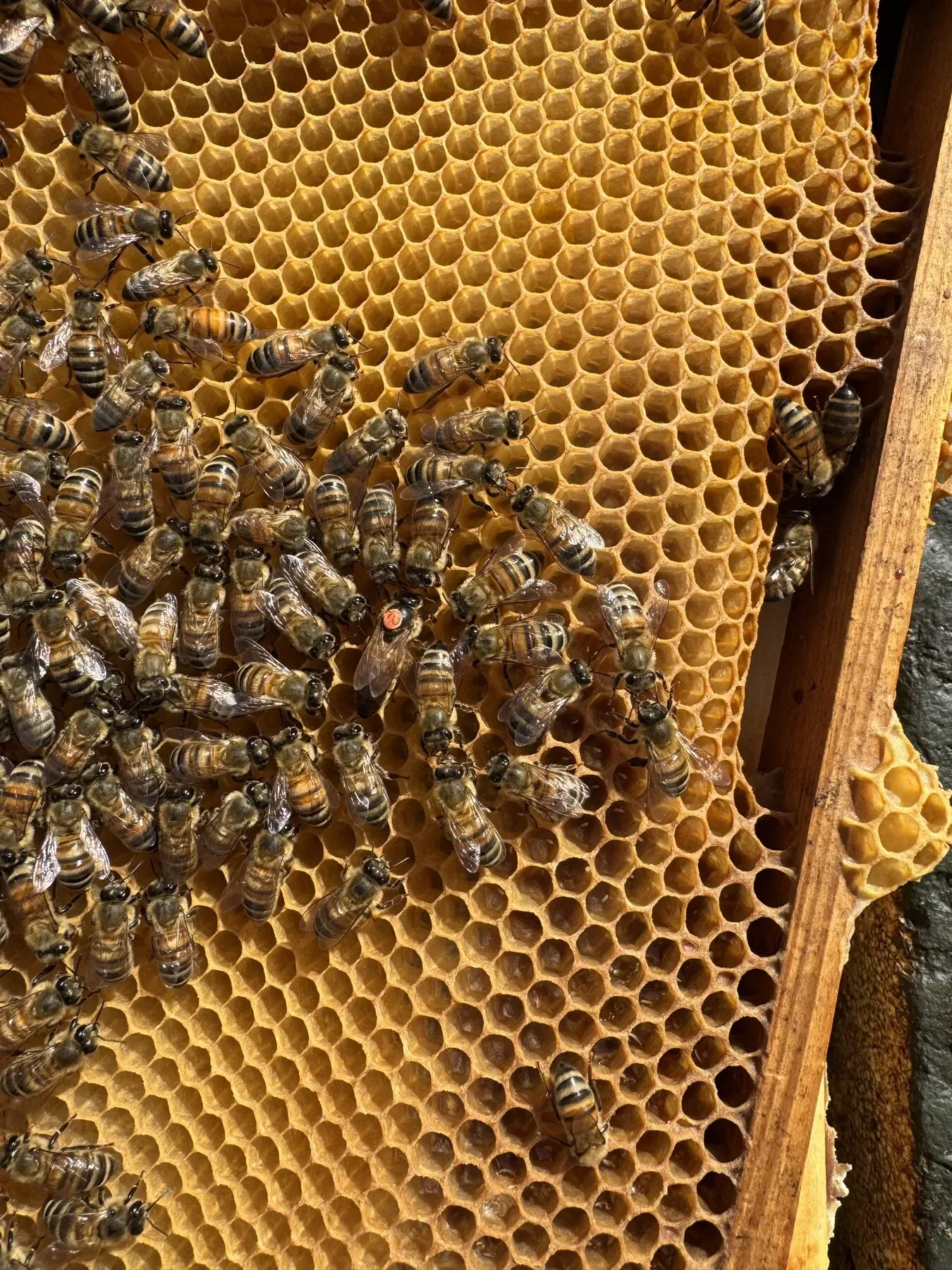 Eine markierte Bienenkönigin und Arbeiterinnen auf einer Wabe.