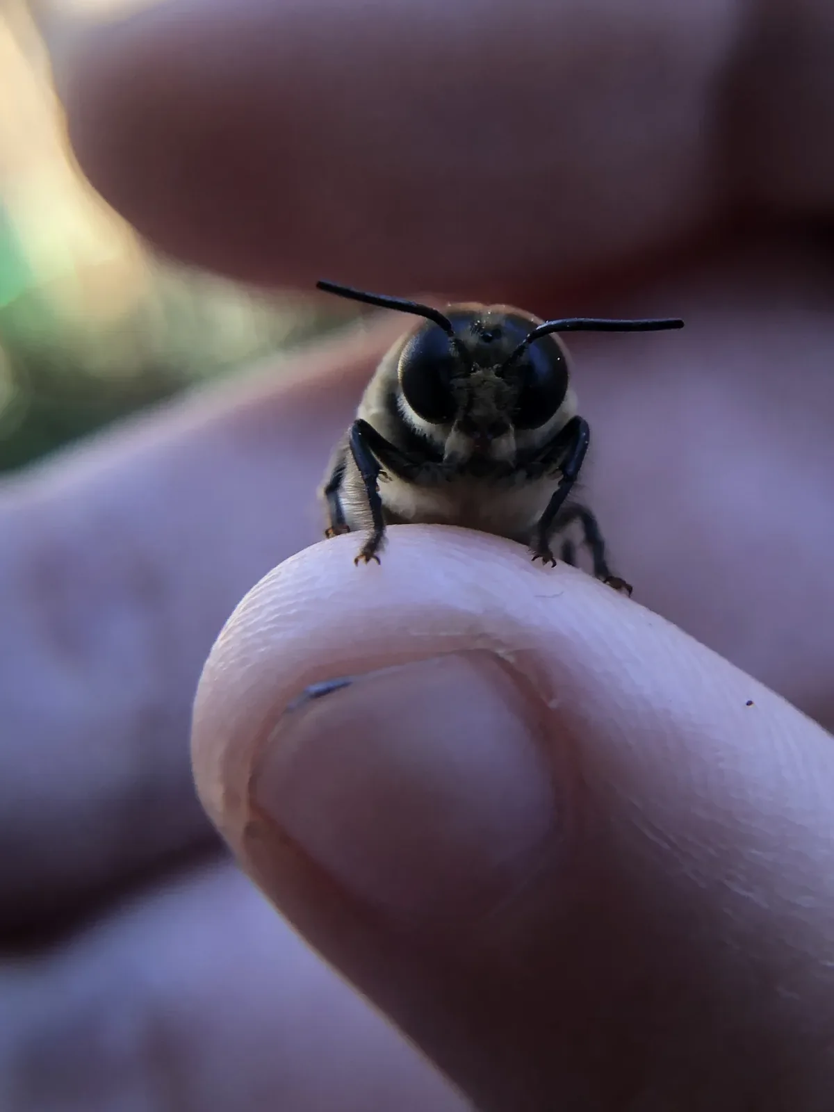 Ein Drohn mit großen Facettenaugen sitzt auf einer Fingerspitze.