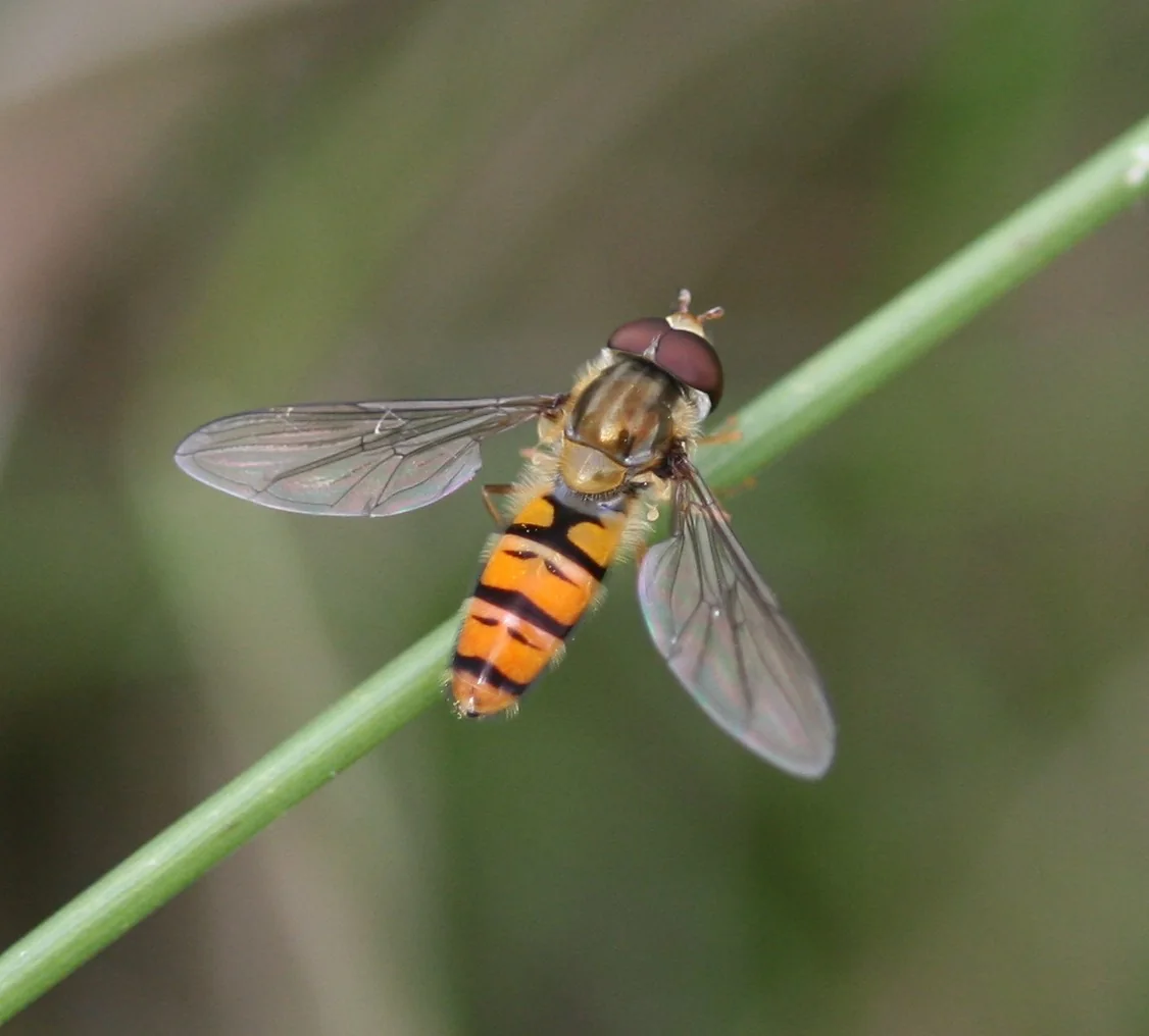Eine Hainschwebfliege mit großen Augen, kurzen Fühlern und einem sichtbaren Flügelpaar.
