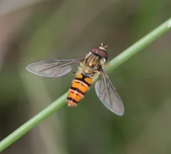 A marmalade hoverfly with large eyes, short antennae and one visible pair of wings.