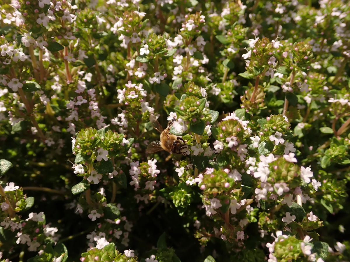 Die kleinen hellvioletten Blüten des Echten Thymians in einer Nahaufnahme.