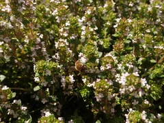 A close-up of the small, pale purple flowers of common thyme.