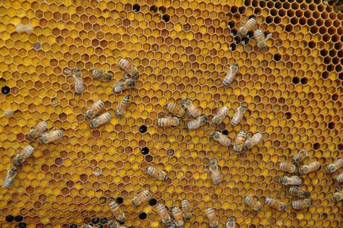 Bunte Pollenvorräte in offenen Zellen einer Honigbienenwabe.
