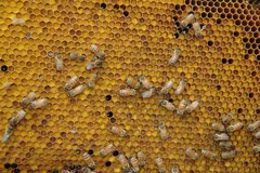 Colourful pollen stores in open cells of a honeycomb.