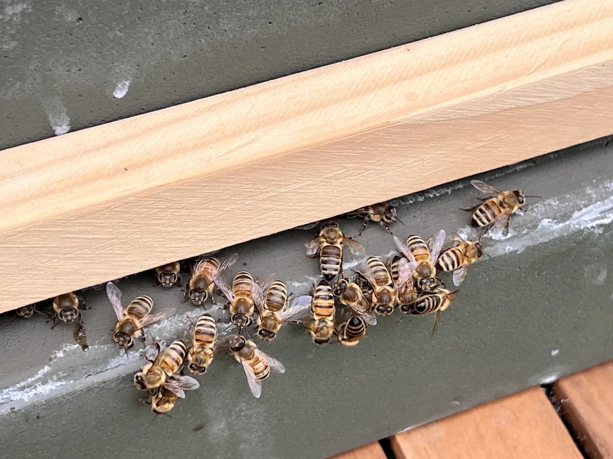 Honigbienen am schmalen Flugloch eines Bienenstocks.