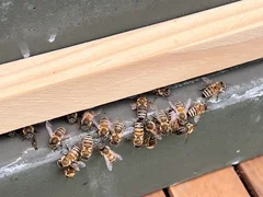 Honey bees at the narrow entrance of a hive.