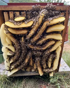 Bees on several freely built combs inside an open hive.