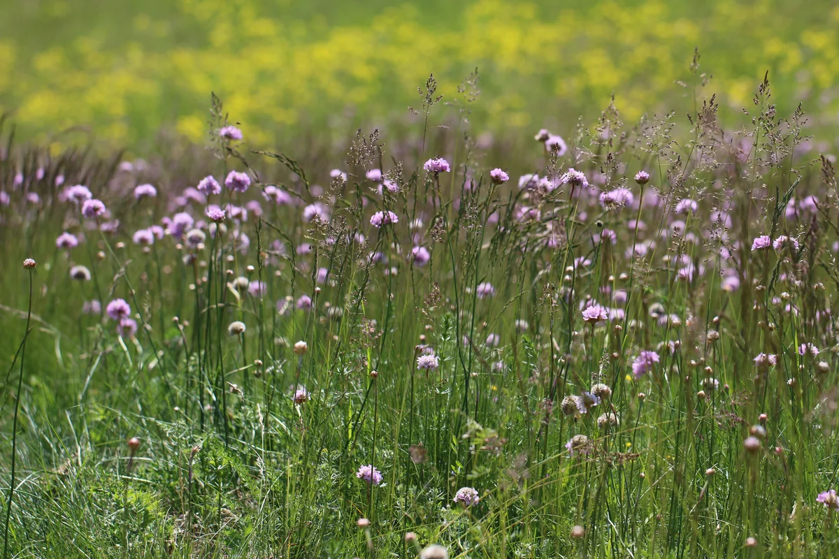 Rosa blühende Pflanzen in einer sommerlichen Wiese.