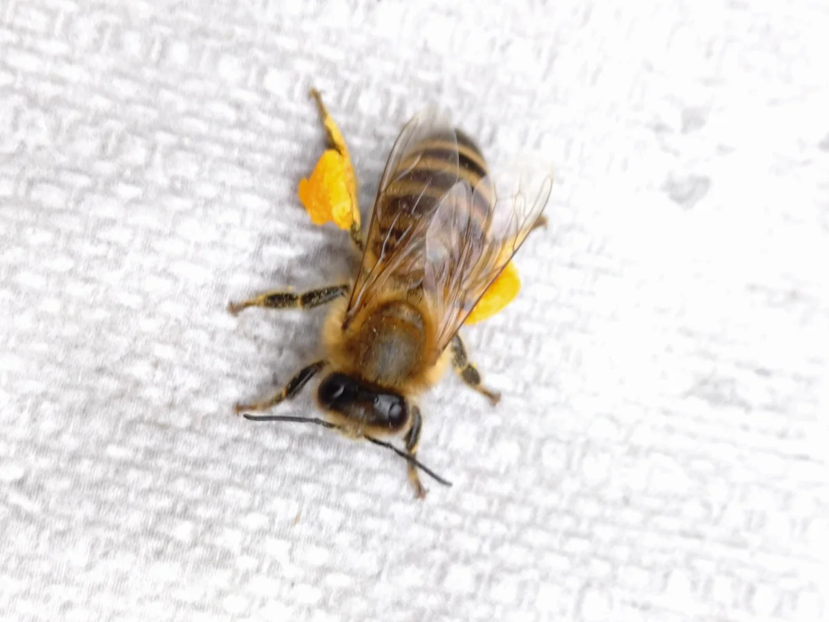 Eine Honigbiene mit gelben Pollenpaketen sitzt auf einer hellen Oberfläche.