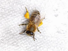 A honey bee with yellow pollen loads on a pale surface.