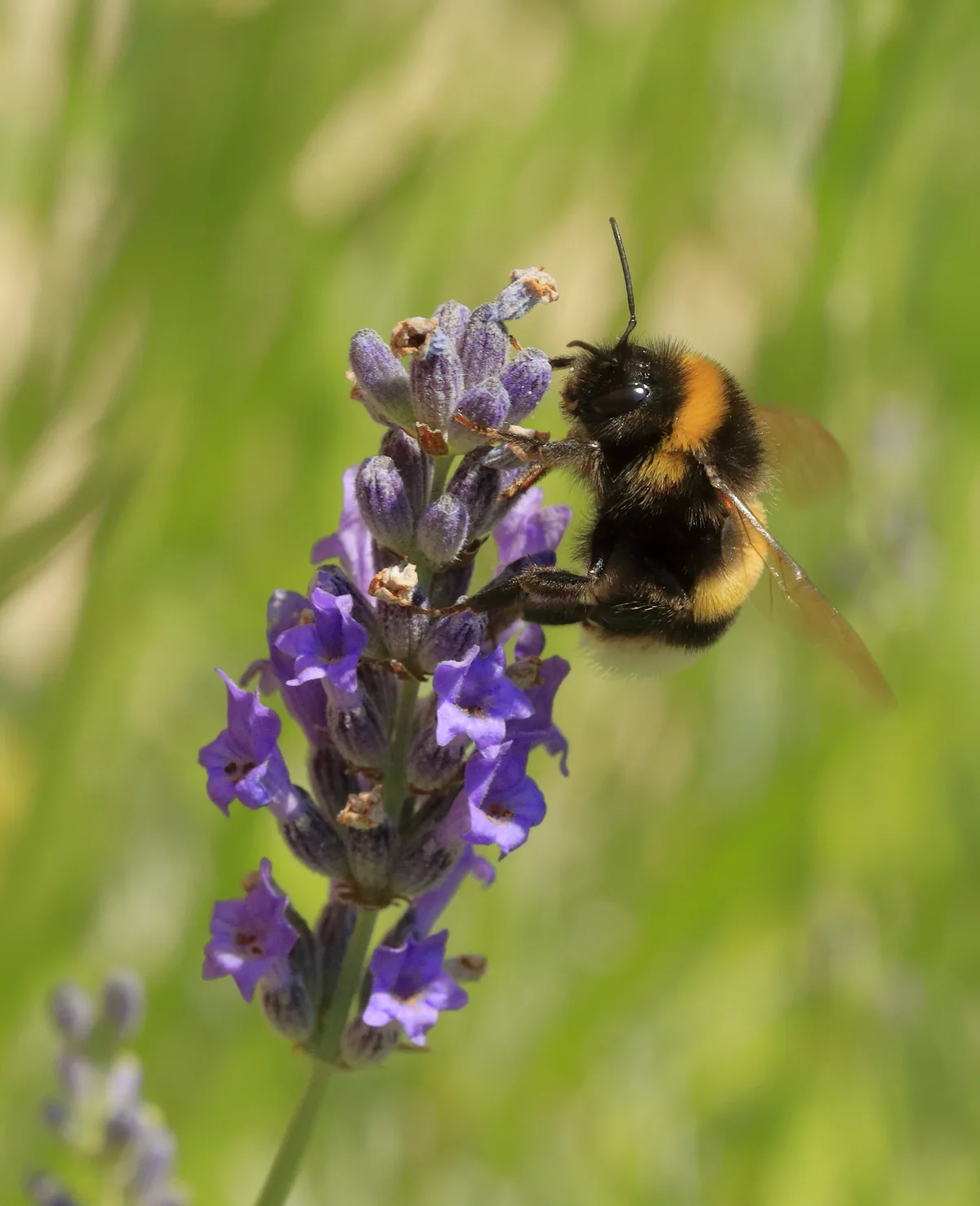 Eine Erdhummel hält sich mit ihren Beinen an einer Lavendelblüte fest.