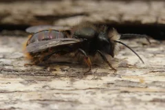 A European orchard bee sits outside a dark cavity in wood.