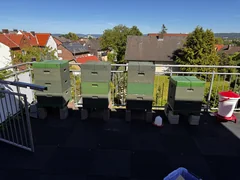 Beehives on a rooftop with houses in the background.