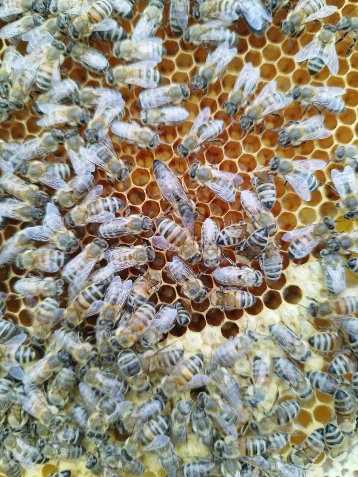 Honigbienen auf einer Wabe aus unserer Imkerei.