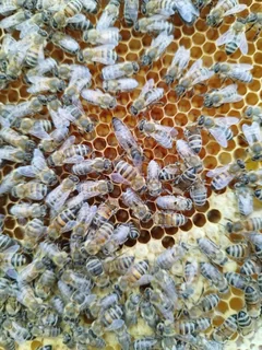 Honey bees on a comb at our apiary.