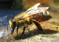 A honey bee drinking at a water source.