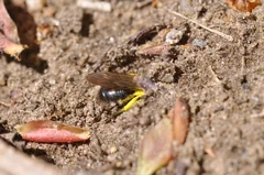 A grey-backed mining bee carries yellow pollen into its nest entrance in the ground.