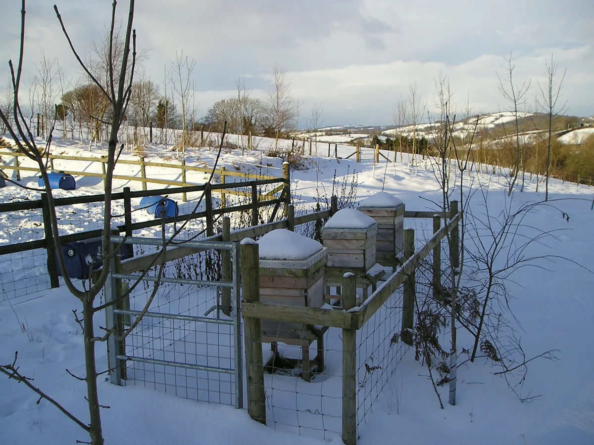 Mehrere Bienenstöcke in einer schneebedeckten Landschaft.