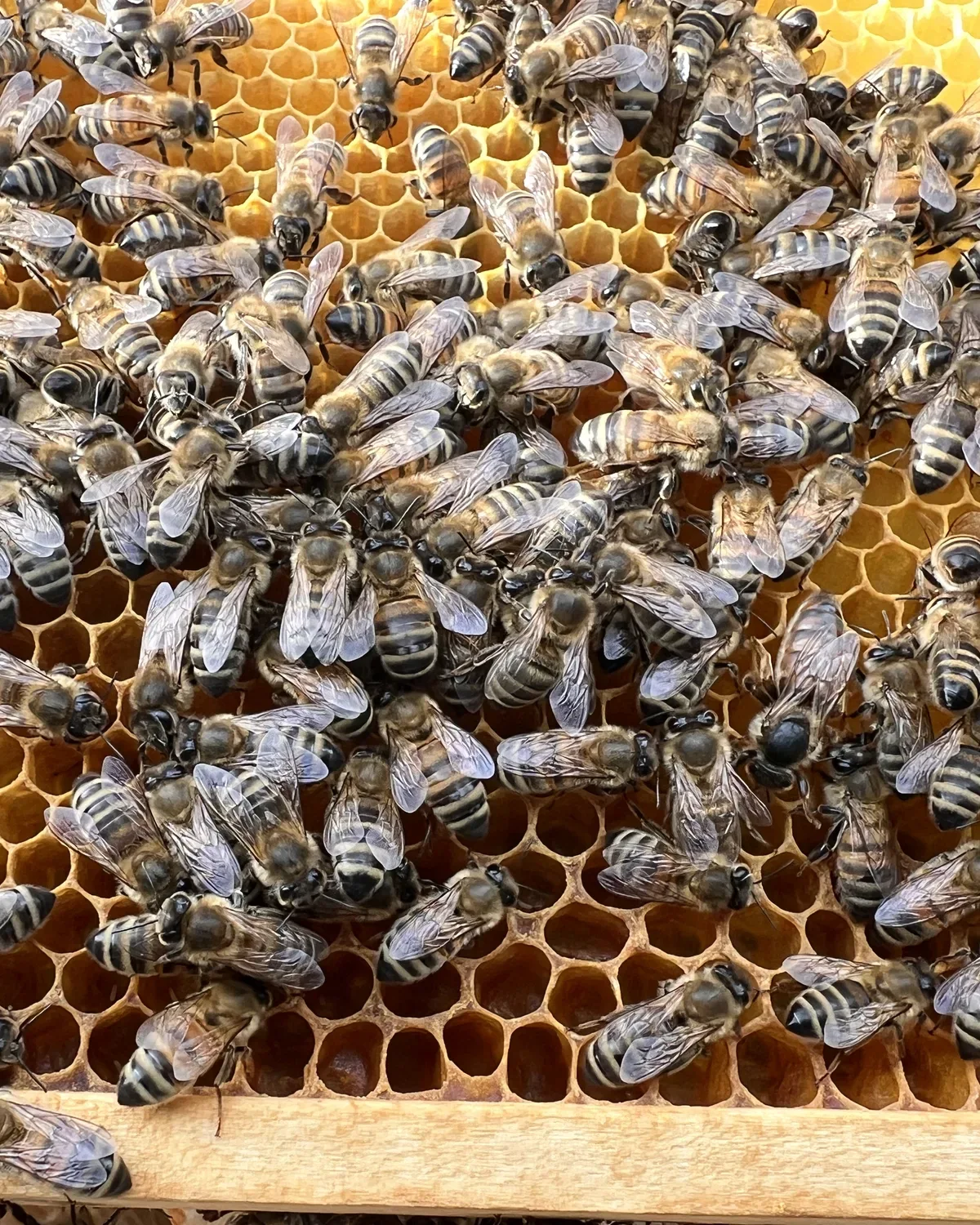 Viele Honigbienen sitzen auf offenen Wabenzellen.