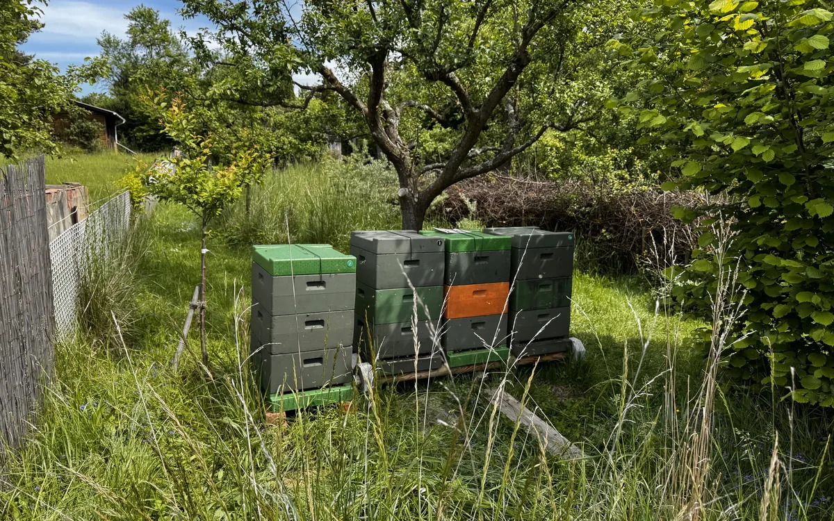 Bienenkästen stehen im hohen Gras unter einem alten Baum.
