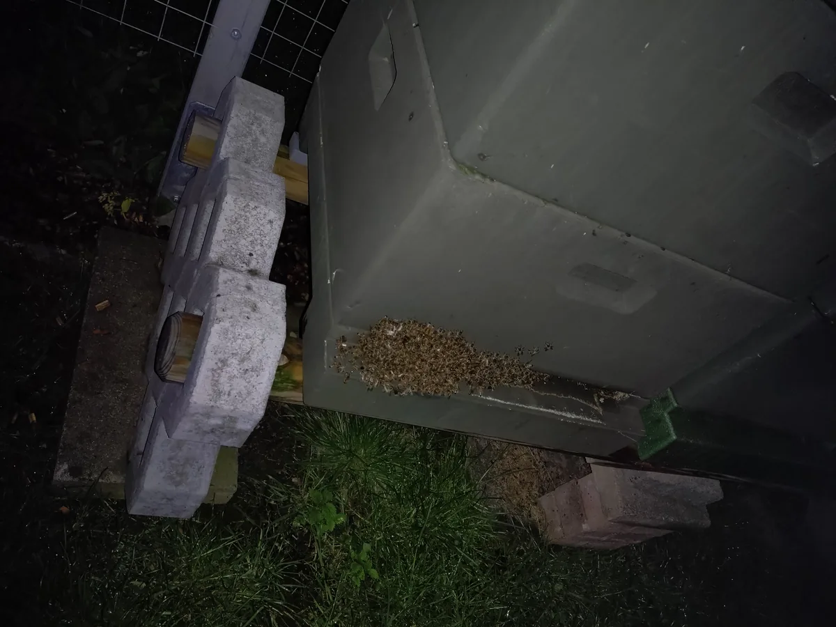 Bienen sitzen im Dunkeln am Flugloch eines Bienenkastens.