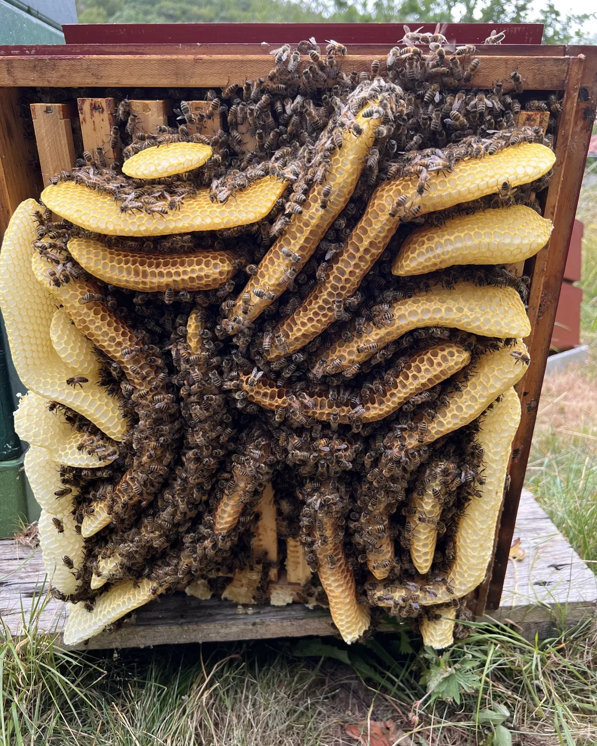 Bienen sitzen auf mehreren frei gebauten Waben in einem geöffneten Kasten.