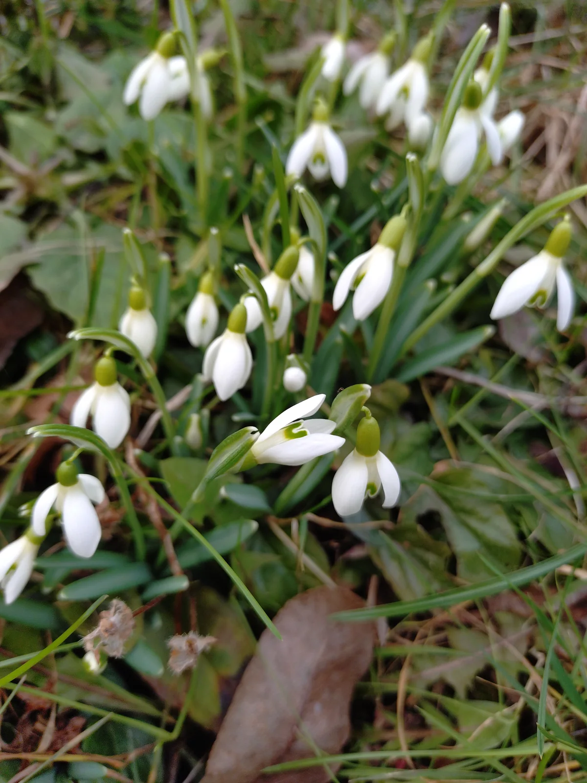Weiße Frühlingsblüten hängen zwischen grünen Blättern über dem Boden.