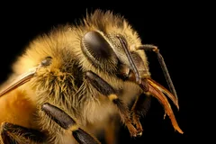 The head of a honey bee worker with a large compound eye.