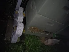 Bees outside the entrance of a hive at night.