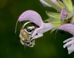 A flower bee of the species Anthophora dufourii on a pale purple sage flower.