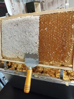 A partly uncapped honeycomb with an uncapping fork.