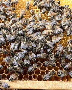 Honey bee workers on a comb.