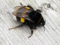 A buff-tailed bumblebee queen on wood.