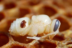 A reddish-brown Varroa mite on a pale honey bee pupa.