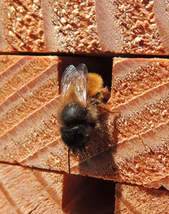 A female red mason bee at a nest entrance in wood.